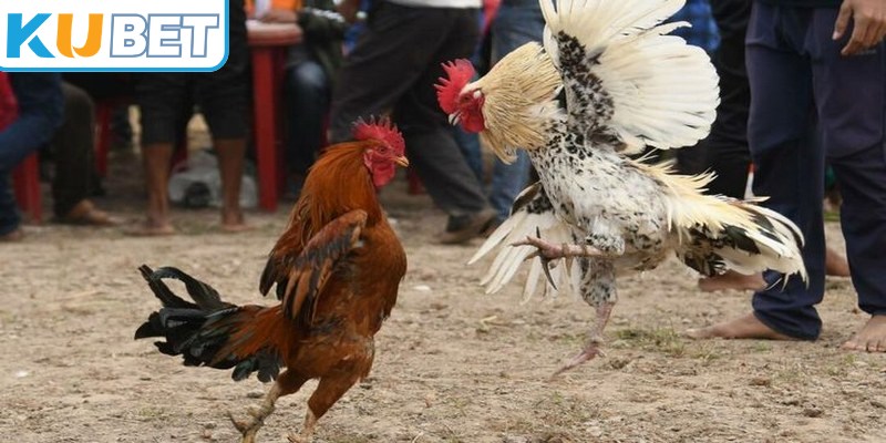 Chú ý đến tốc độ, khả năng di chuyển và phản ứng của từng chiến kê