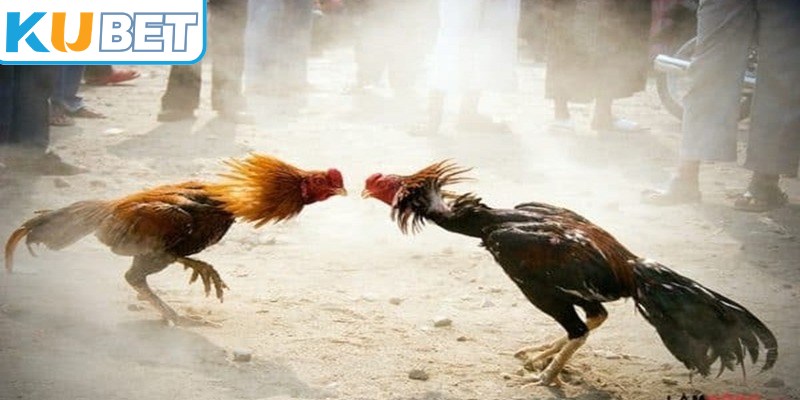 Đá gà C3 yêu cầu về thể lực, khả năng di chuyển và phản xạ của chiến kê