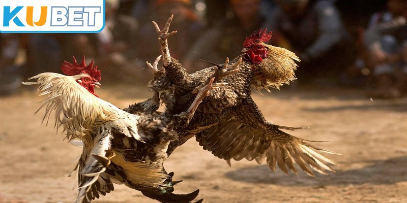 Lịch thi đấu giúp người xem biết thời gian và những cuộc so tài đáng chú ý